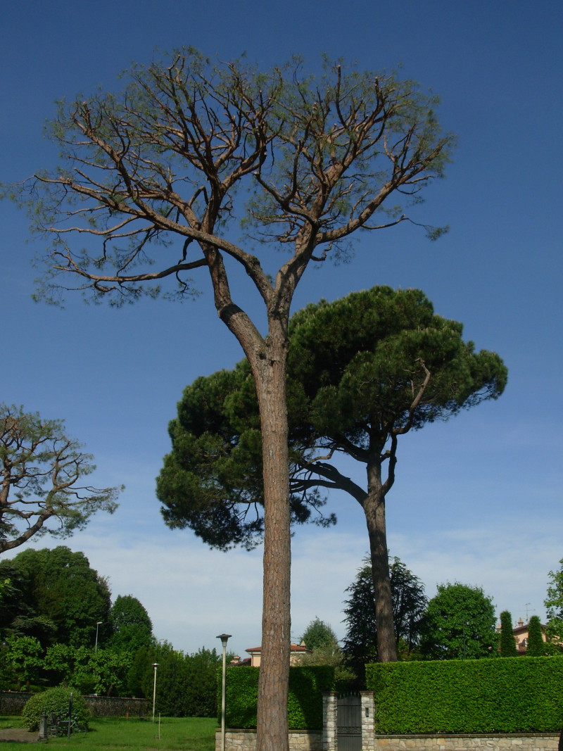 Pinus pinea, via Castello